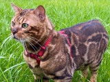 Bengal Champion brown disponible  pour saillie