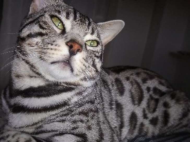 Bengal black silver LOOF disponible pour saillie