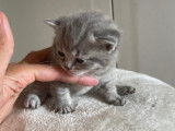 British Shorthair disponible pour saillie