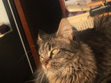 Chat adulte de race Maine Coon Mâle à vendre