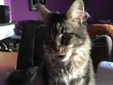 Chat adulte de race Maine Coon Mâle à vendre