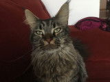 Chat adulte de race Maine Coon Mâle à vendre