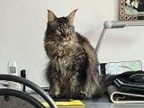 Chat adulte de race Maine Coon Mâle à vendre