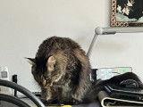 Chat adulte de race Maine Coon Mâle à vendre