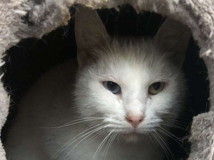 Chatte à adopter