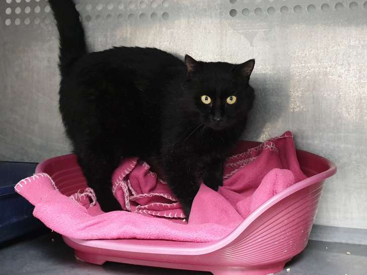 Chat noir à adopter