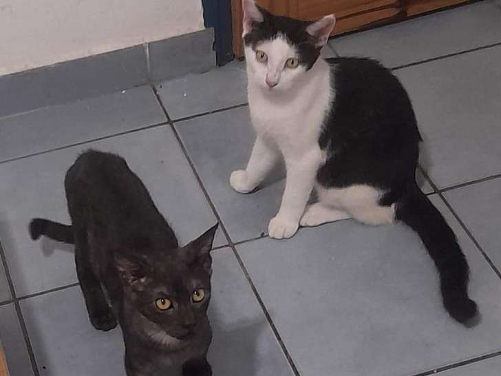 Deux chatons à adopter