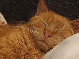 Chaton mâle à adopter