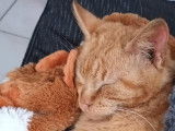 Chaton mâle à adopter