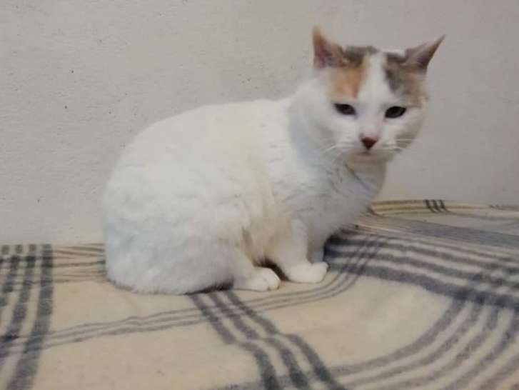 Chatte blanche à adopter