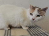 Chatte blanche à adopter