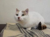 Chatte blanche à adopter