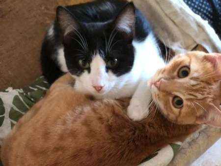 Deux chatons mâles à adopter
