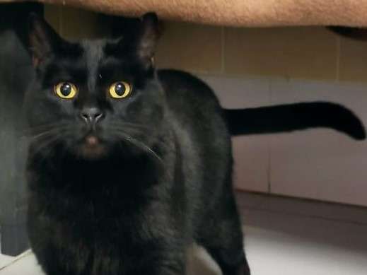 Moogli : Chat noir à adopter