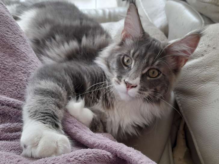 Chatons Maine Coon Loof