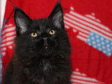 Chaton mâle Maine Coon LOOF à vendre