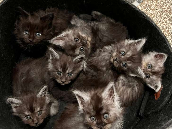 petites chatons maine coon