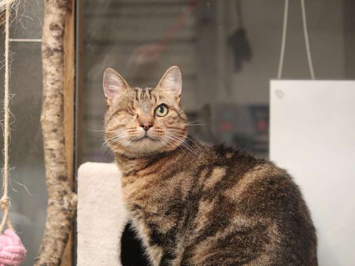 À donner : chat mâle bicolore