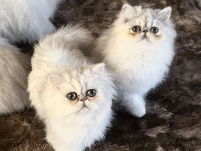 À vendre 2 chatonnes Persan chinchilla (LOOF)