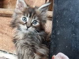 4 chatons Maine Coons LOOF à réserver