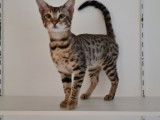 Vente de 2 chatons mâles Savannahs F5 LOOF