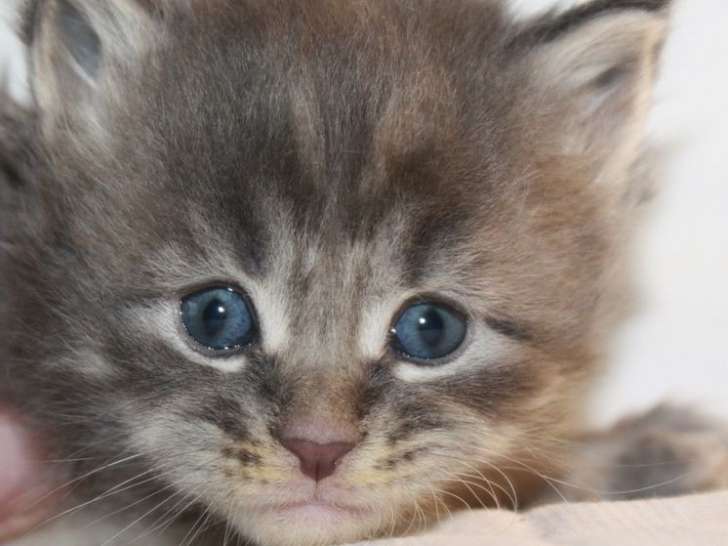 Réservation pour 6 chatons Maine Coons LOOF