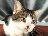 Lucie super gentille chatte à adopter