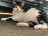 Lucie super gentille chatte à adopter