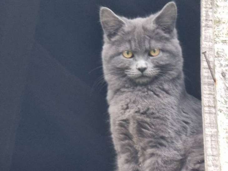 Chaton Chartreux gris de 6 mois à donner