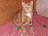 À donner chaton roux de 7 mois