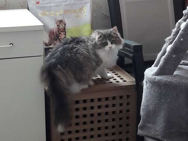 Chatte de 4 ans à donner