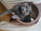Chartreux disponible pour saillie