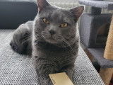 Chartreux disponible pour saillie