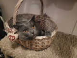 Chartreux disponible pour saillie