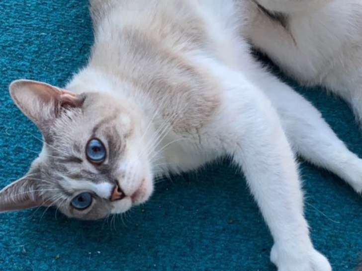 Recherche chat pour saillie