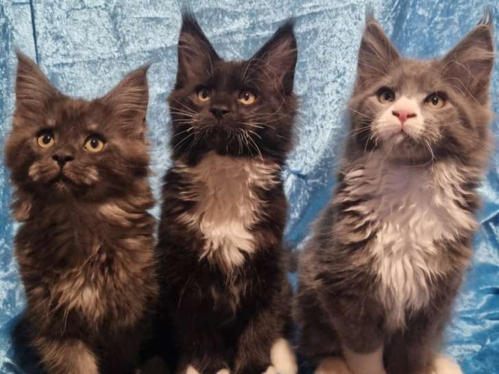 Chatons Maine Coon LOOF à vendre
