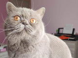 British shorthair disponible pour saillie