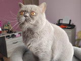 British shorthair disponible pour saillie