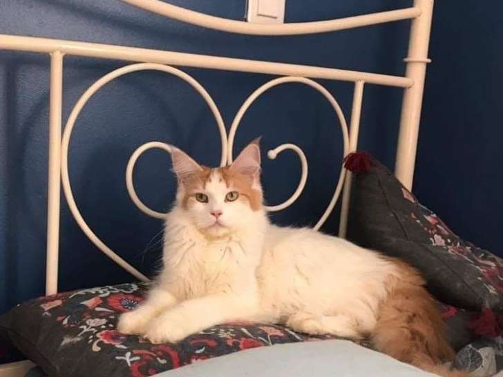 Une chatte Maine Coon LOOF red tabby van de 2 ans à vendre