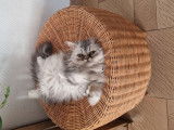 Chaton Persan LOOF silver &agrave; vendre