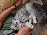 Chaton Persan LOOF silver &agrave; vendre