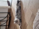 Chaton Persan LOOF silver &agrave; vendre