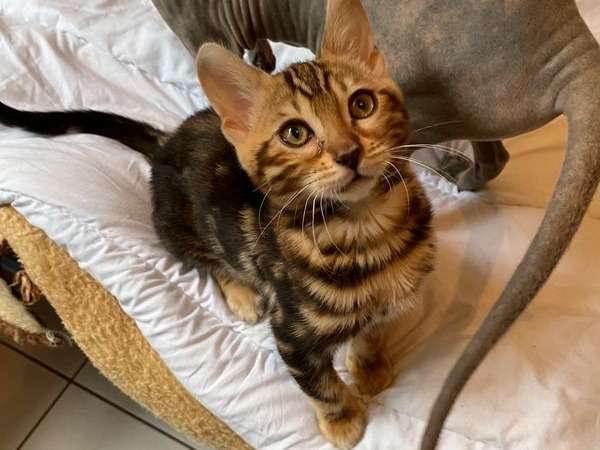 Une chatonne Bengal LOOF brown tabby à vendre