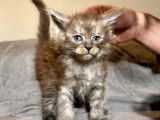5 chatons Maine Coons LOOF à vendre
