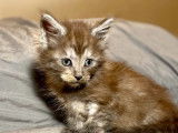5 chatons Maine Coons LOOF à vendre