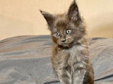 5 chatons Maine Coons LOOF à vendre