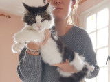 À vendre : un chaton Maine Coon LOOF