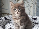 3 chatons Maine Coons LOOF &agrave; la r&eacute;servation