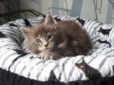 3 chatons Maine Coons LOOF &agrave; la r&eacute;servation