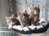 3 chatons Maine Coons LOOF &agrave; la r&eacute;servation